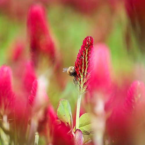 Miniatura 3 de Semillas de trébol carmesí para plantar más de 10000 semillas de primera calidad atrae polinizadores sin OMG