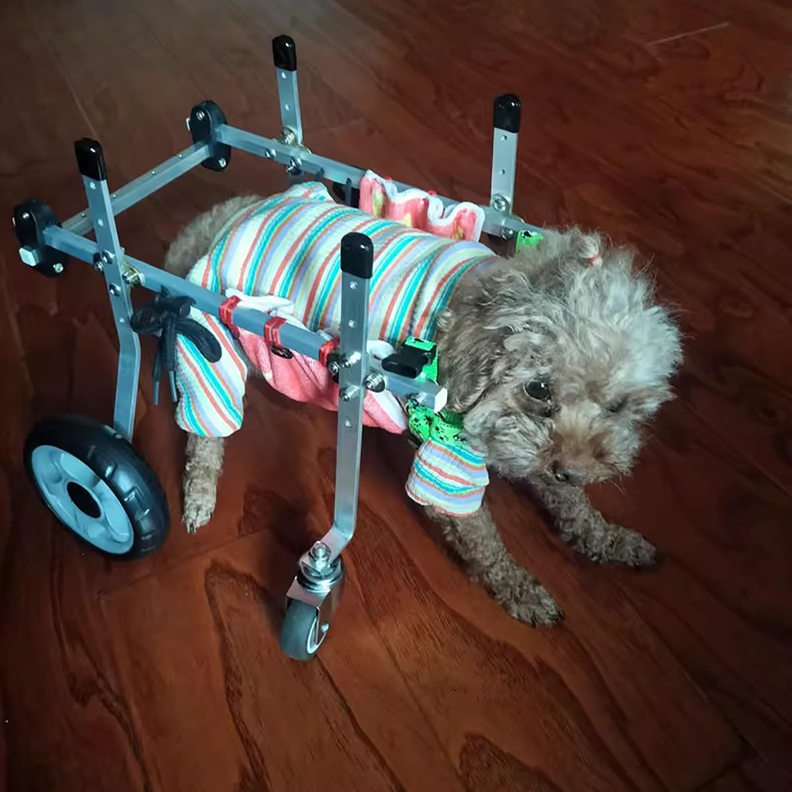 犬のリハビリテーション 犬のリハビリテーション - ノースブックセンター