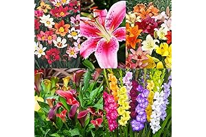 Complete Summer Flower Bulb Garden - 75 Bulbs for Planting Outdoors