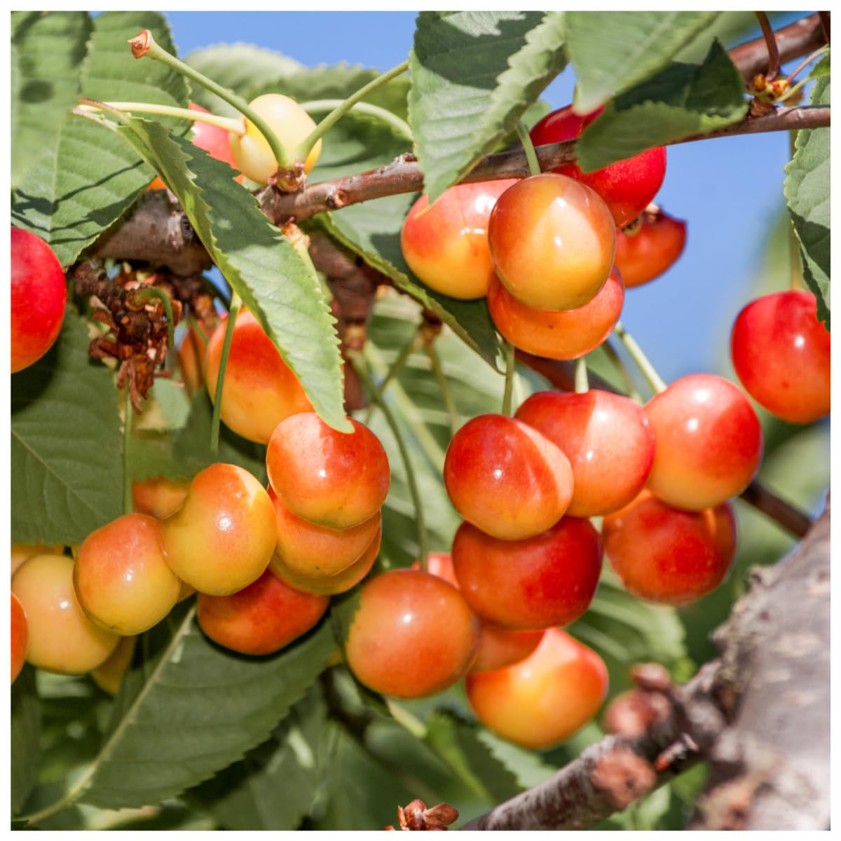 Dwarf Patio Bigarreau Napoleon Cherry Tree in 5L Pot, Large, Red-Flushed, Sweet & Juicy Cherries 3fatpigsยฎ