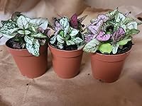 Review Image by MICHELLE D. CORNLEY-BANKS