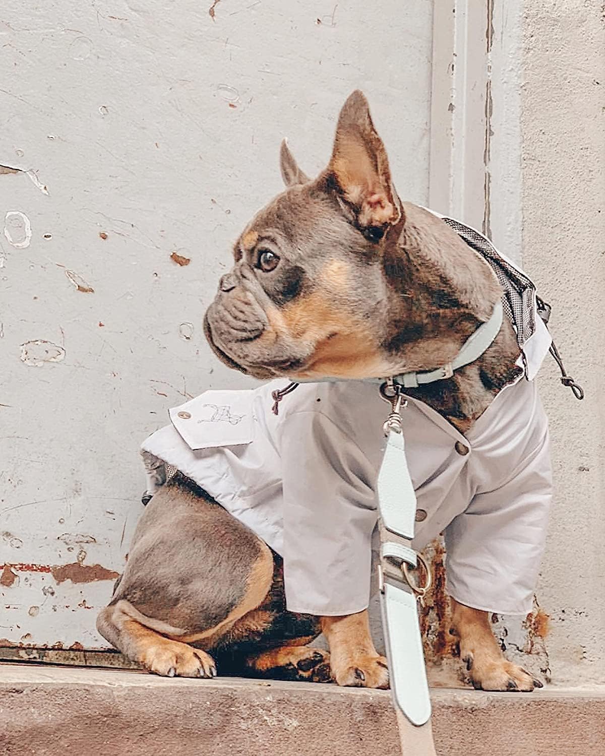 Premium Dog Raincoat Hooded Adjustable Drawstring, Removable Hood, Stylish Waterproof Windproof Rain Jacket White Small Medium Dogs Lightweight Durable (M: Neck=12-14''/Chest=15-18.5''/Back=13-16")