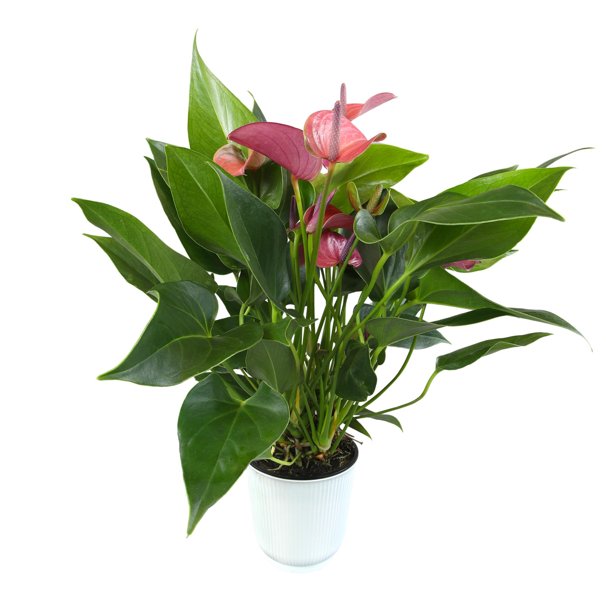 Blooming Purple Anthurium
