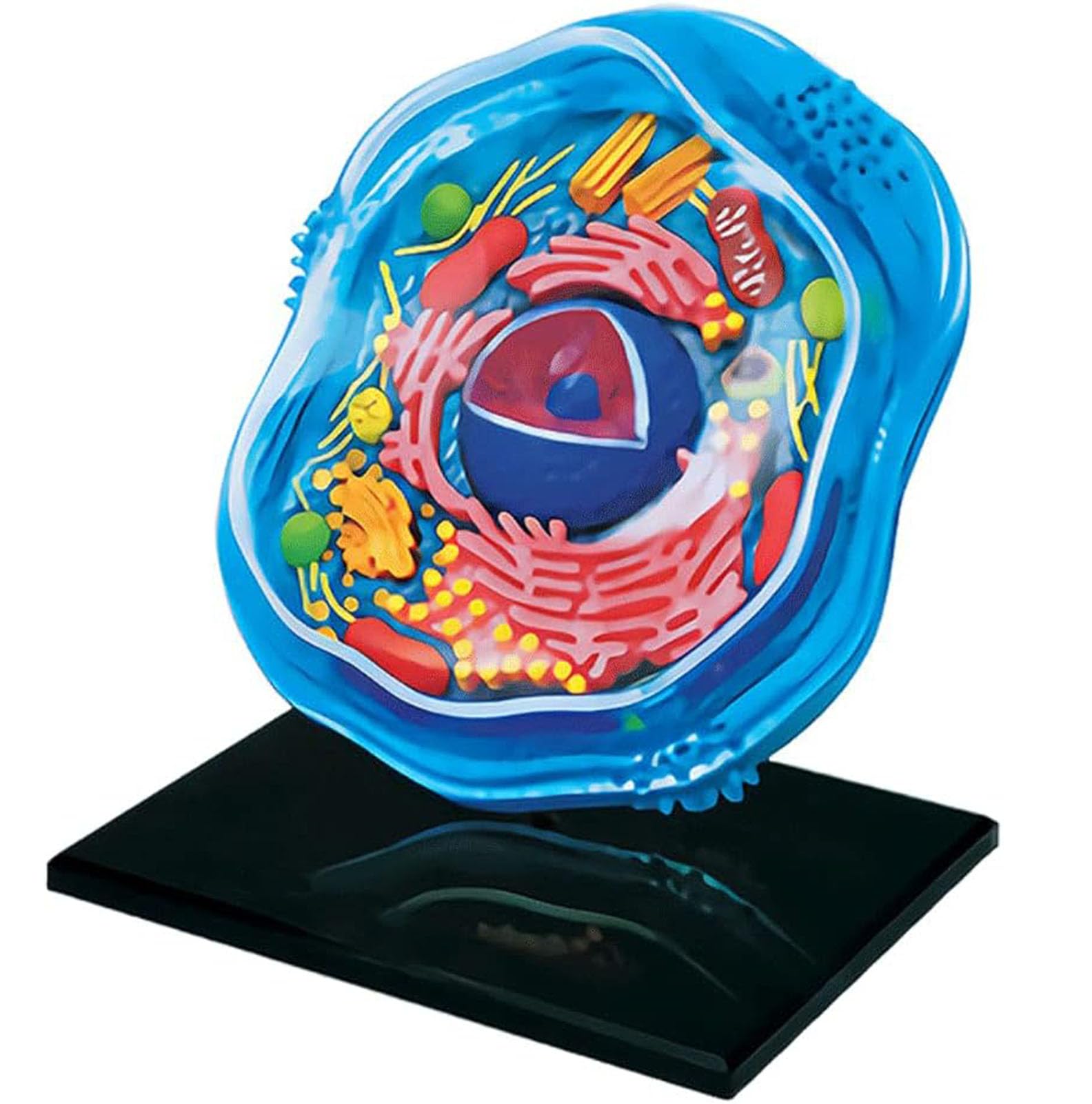 Generico Modello di cellula animale 4D, organelli cellulari, modello di apprendimento della cellula animale, struttura microbiologica sotto il microscopio, 24 parti staccabili
