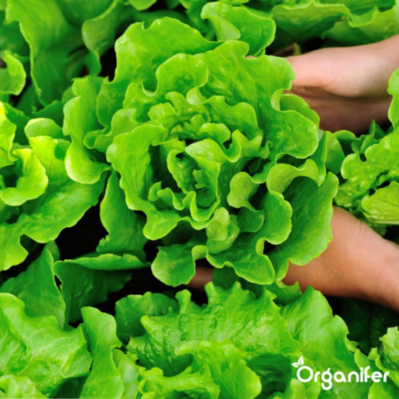 Universal Gartendünger - 20kg = 200m2 | Hochwertiger Dünger Für Alle Gartenpflanzen - Fördert Kräftiges Wachstum Und Reiche Blüte - Organifer