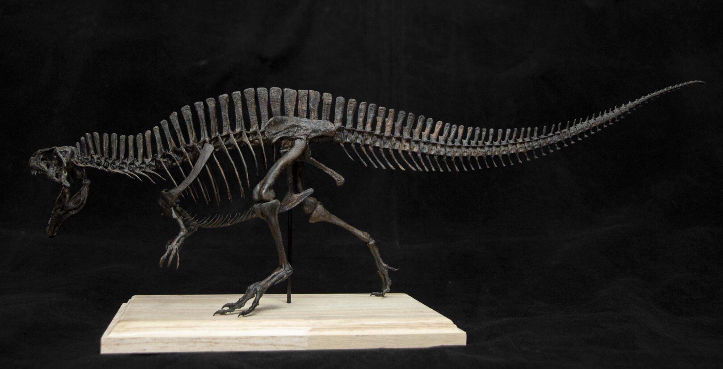 Amazon | VWUVWU 1/20 サイズ アクロカントサウルス カルカロドント