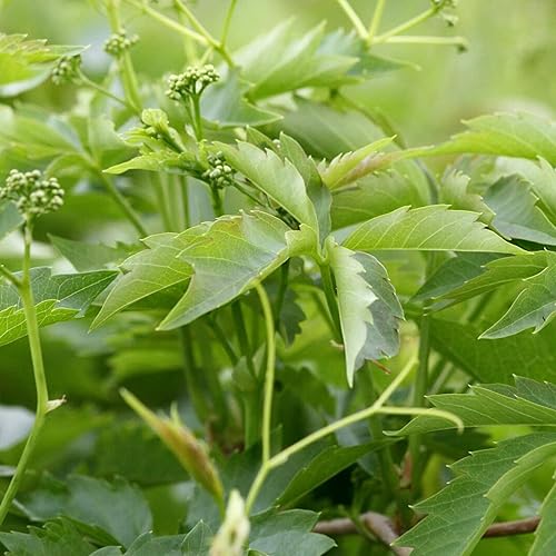 Miniatura 6 de YEGAOL Garden - Semillas de enredadera de Virginia Parthenocissus Quinquefolia para paredes, enrejados y cercas para exteriores, 30 semillas de