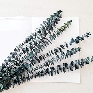 Preserved Fresh Eucalyptus Branches 20inch, 5Pcs Dried Eucalyptus Stems for Flower Arrangements Wedding Home Decor