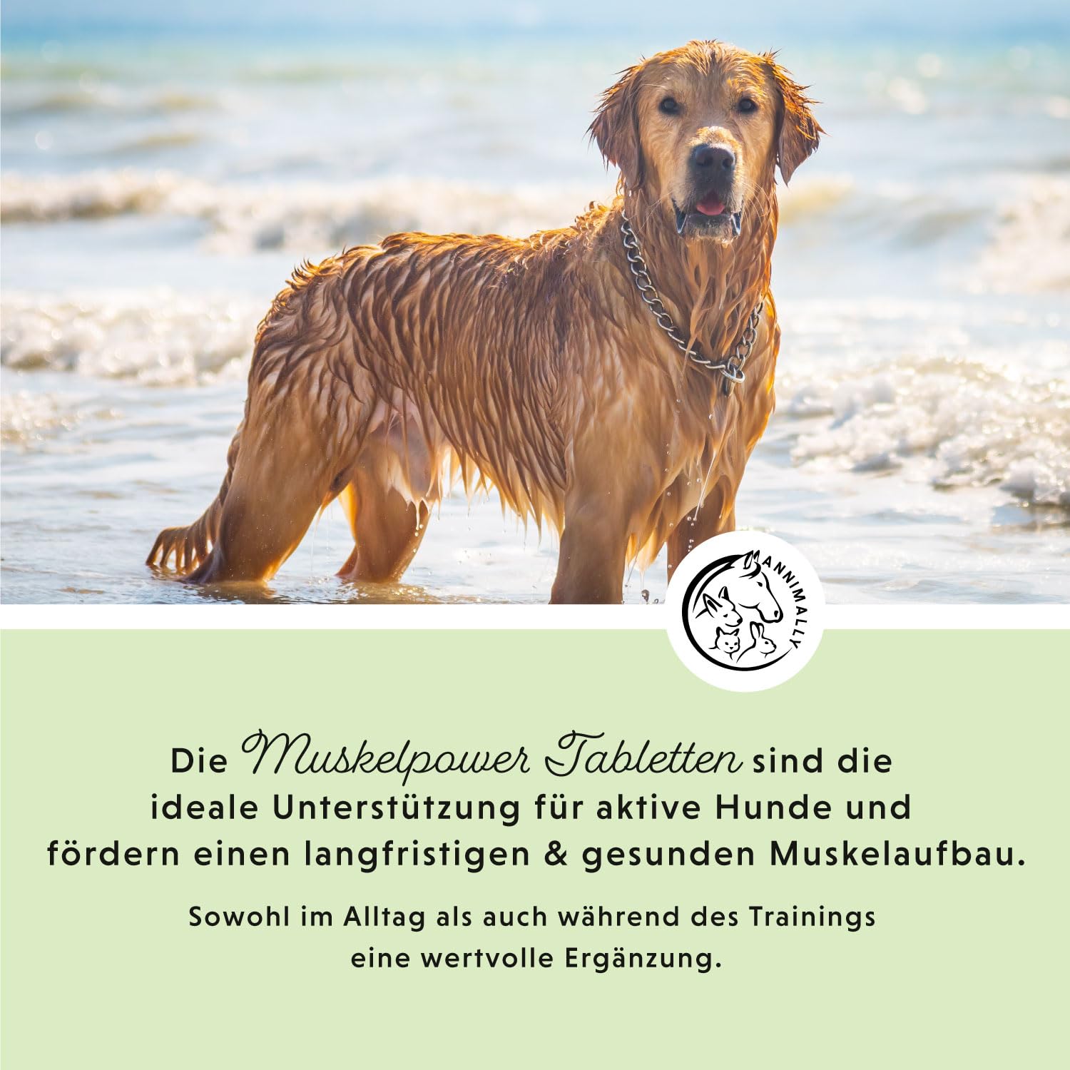 Amino Boost Tabletas para el Desarrollo Muscular en Perros – 120 tabletas de aminoácidos con 9 Ingredientes, Incluyendo proteínas y magnesio, para el Desarrollo específico de la Musculatura en Perros