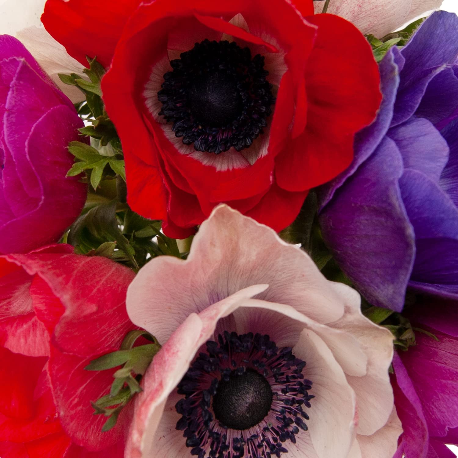 Amazon.com : Anemones Assorted, 60 Stems : Grocery & Gourmet Food