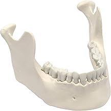 Mandible & Lower Jaw Model with 16 Teeth - Anatomically Accurate Human Bone Replica - Natural Size, Natural Color - Eisco ...