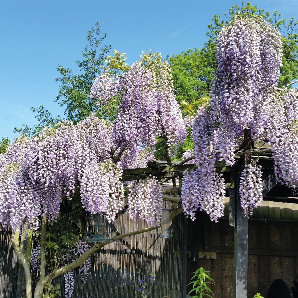 Hardy Climbing Wisteria Potted Plant for Outdoors and Cottage Gardens, Producing Purple Scented Flowers, 1 x Wisteria Prolific Plant Supplied as 1x 1.7 Litre Pot by Thompson & Morgan