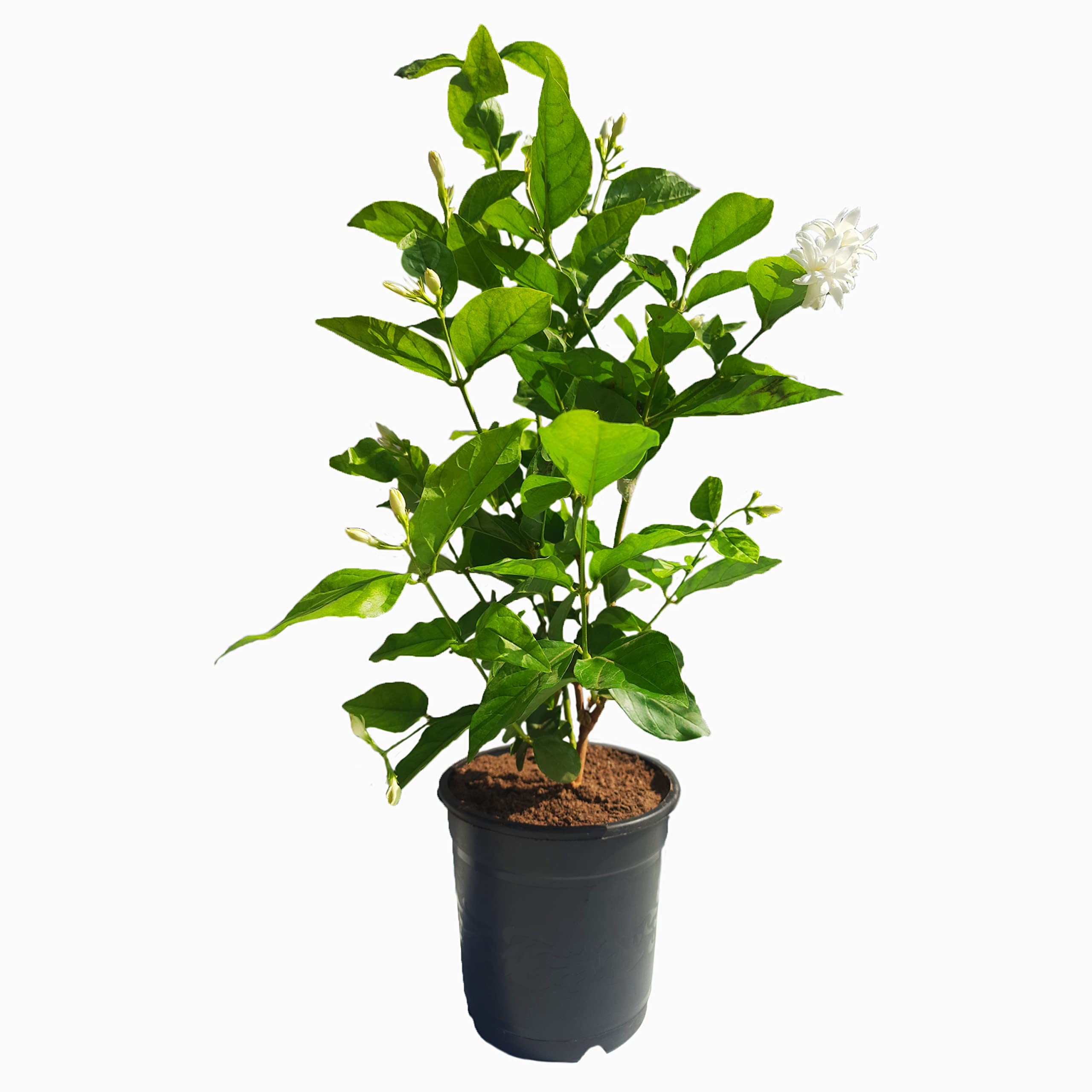 HN Organics All Season Flower Hybrid Mogra Plant | Jasmine Plant | Motia Plant with pot for Outdoor Home Garden (Big Pot) (B0BTW1NBX6) Amazon Price History, Amazon Price Tracker