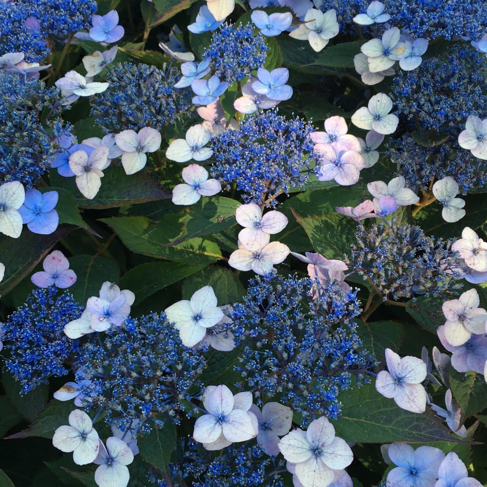 Hydrangea serrata 'Magic Pillow' Compact Dwarf Hydrangea with Lace-Cap Flowers and Autumn Color 1X, 2X or 4X 9cm pots Litre Pot by Thompson and Morgan