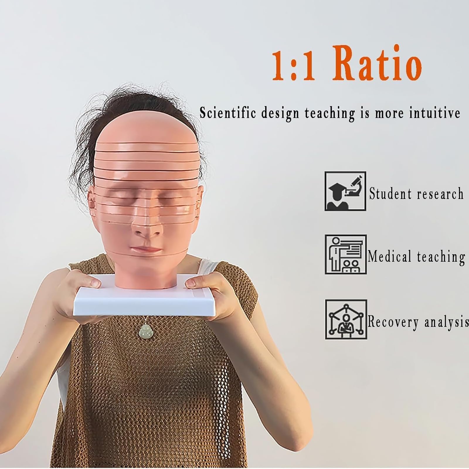Model anatomii człowieka – 12 części ludzkiej głowy i mózgu z odłączanymi poziomymi plasterkami i wyraźnym anatomicznym etykietowaniem do użytku edukacyjnego w warunkach medycznych