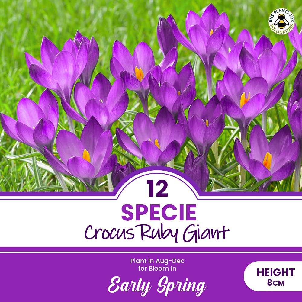 12 x Specie Crocus Ruby Giant – RHS Plants for Pollinators – Emerge Year After Year – Perennial – Vigorous and Showy Variety – Great Colour Early Spring – for Your Beautiful Garden
