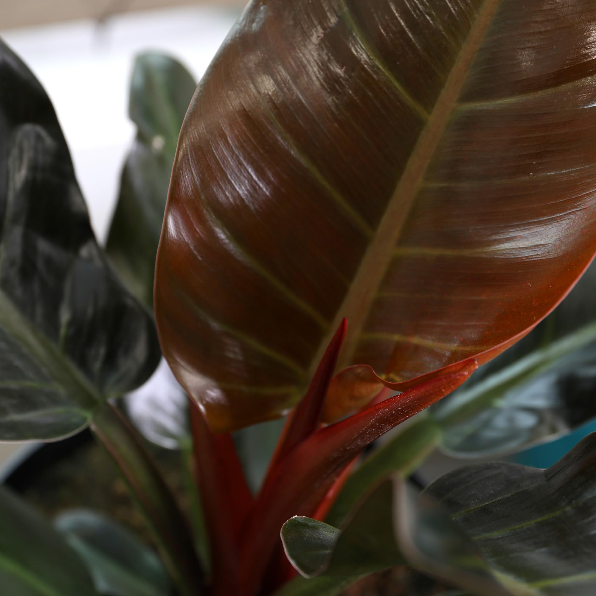 aglaonema camouflage plant Aglaonema Pictum Tricolor main image 0