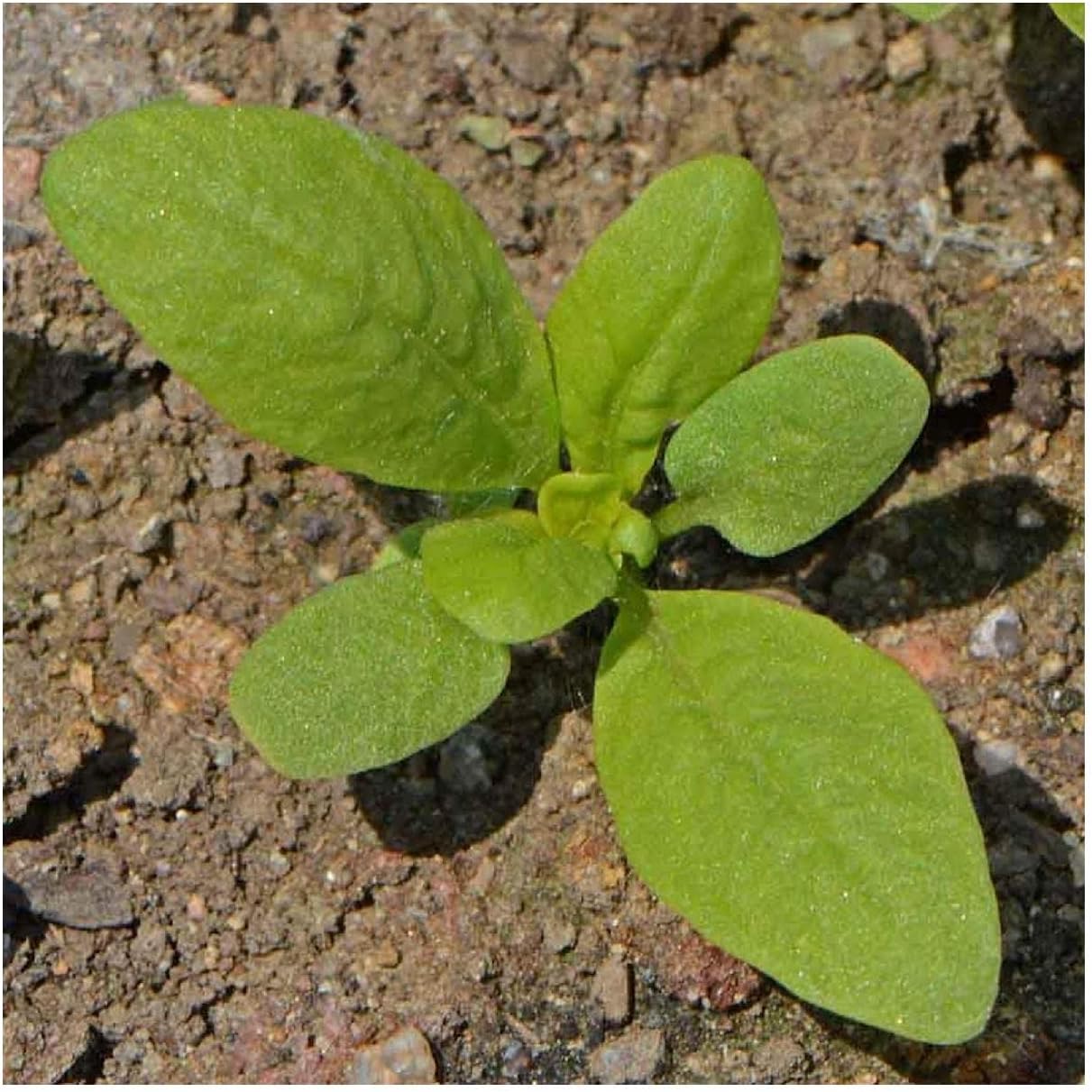 Everwilde Farms - 1 Lb Sweet Mignonette Wildflower Seeds - Gold Vault