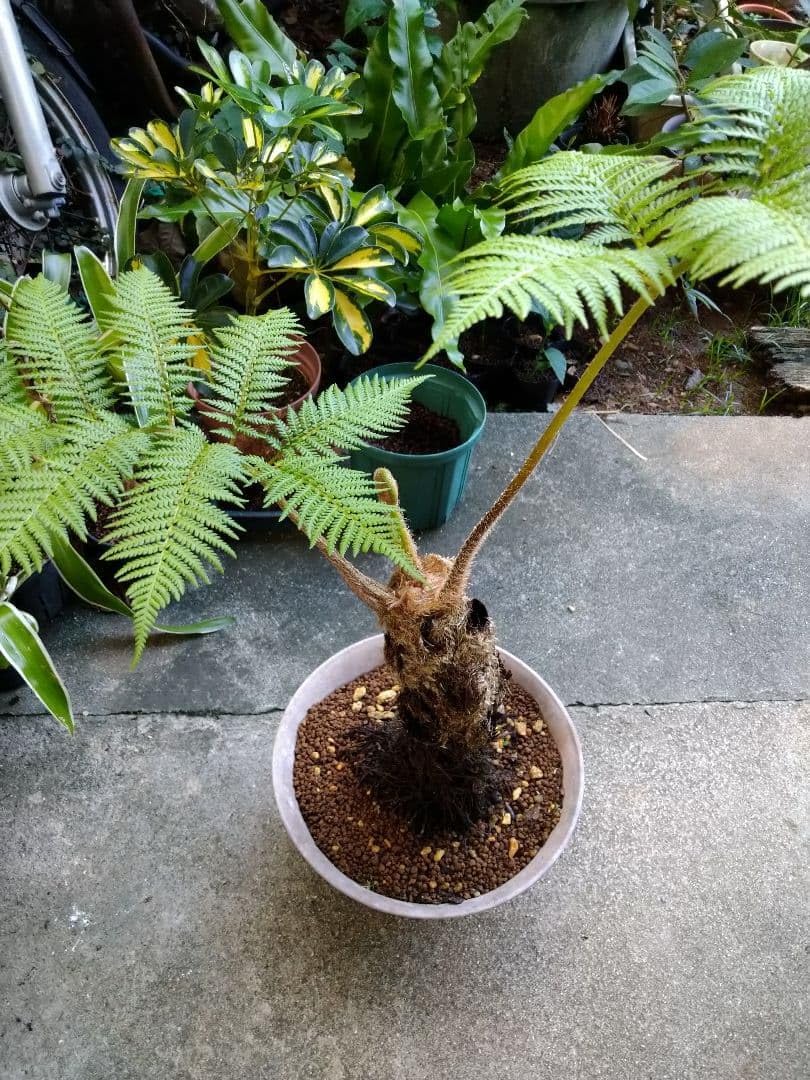 シマトネリコ 大株 品番3421 大苗♪シマトネリコ 株立ち 鉢植え 苗 シマトネリコ 大株 品番3421 大苗♪シマトネリコ 株立ち 鉢植え 苗