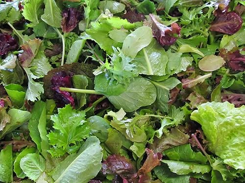 Miniatura 4 de Semillas de interior lechuga bebé mezcla de vitaminas vegetales tradicionales para plantar semillas sin OMG 1000
