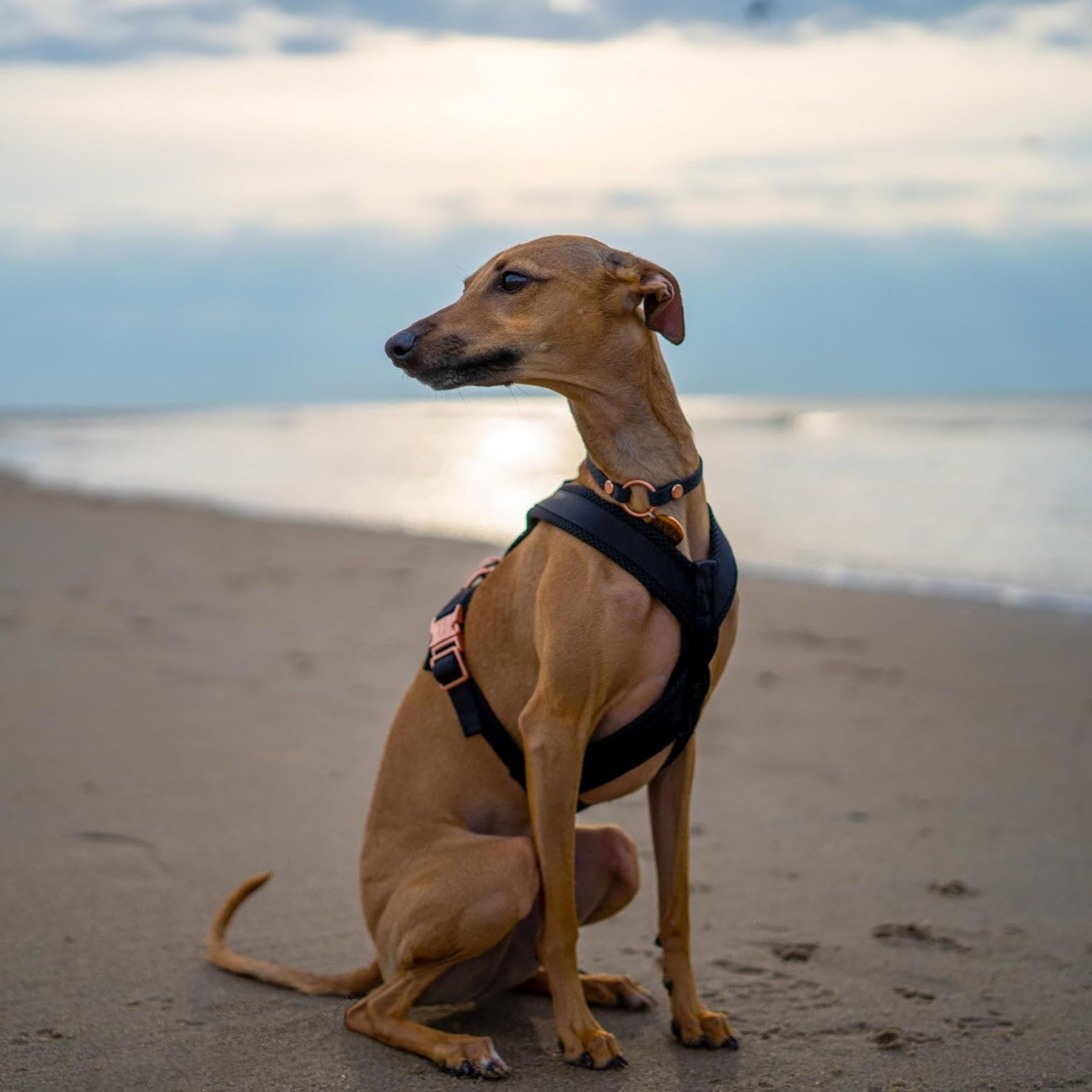 EDEL&SCHNELL Windhundgeschirr schwarz Größe S verstellbares Whippet Geschirr aus bequemen Webband mit Schnallen in Rosegold Hundegeschirr kleine Hunde