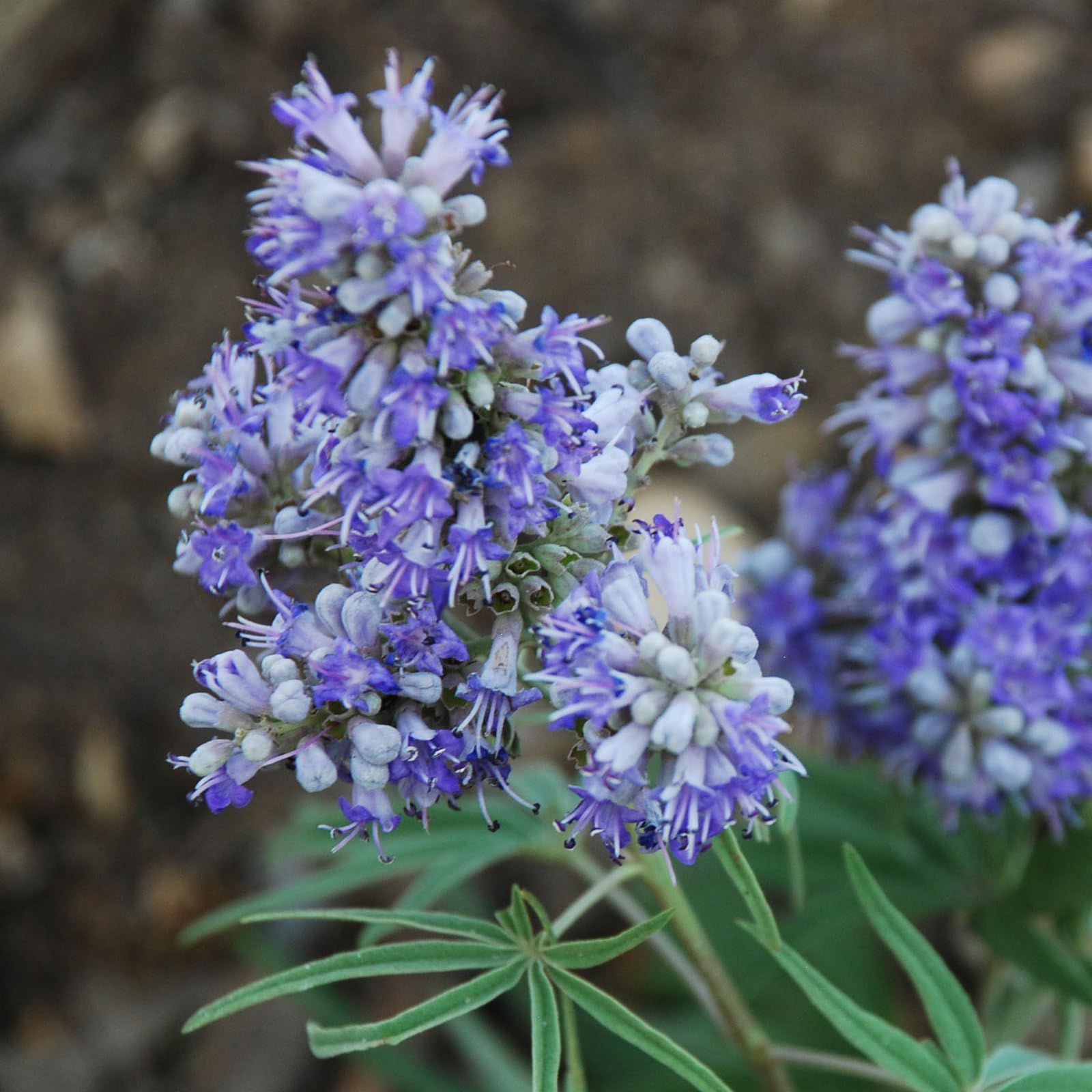 Plant World Seeds - Vitex Agnus Castus 'Texas Lilac' Seeds (Hardy Shrub Seeds)