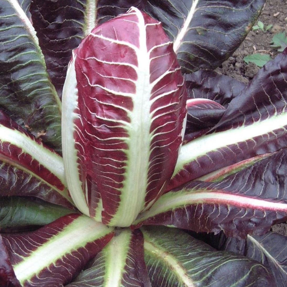 Plant World Seeds - Chicory Rossa Di Treviso Seeds (Other Vegetable Seeds)