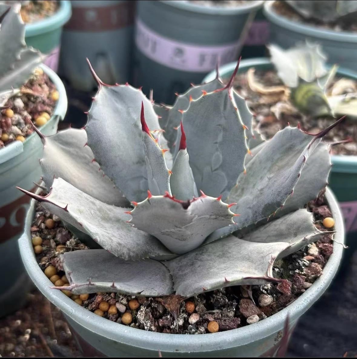 アガベ パリー 吉祥天 Agave parryi 多肉植物 ドライガーデン ロック