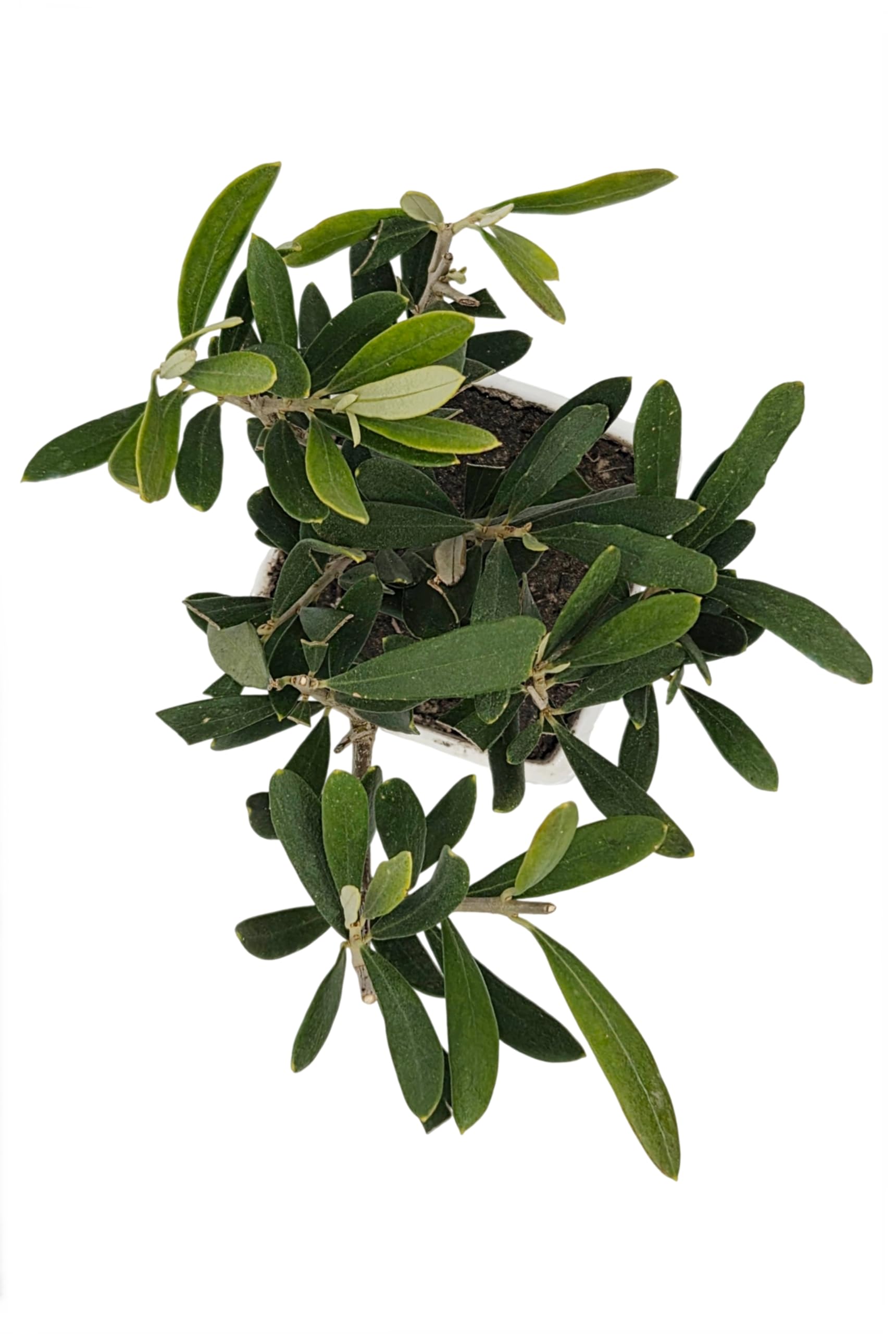 Sicilia Bedda - Bonsai Ulivo Olea Europaea in Vaso Quadrato in Ceramica Bianca - 8x8 cm - Altezza Totale 22 Centimetri Circa