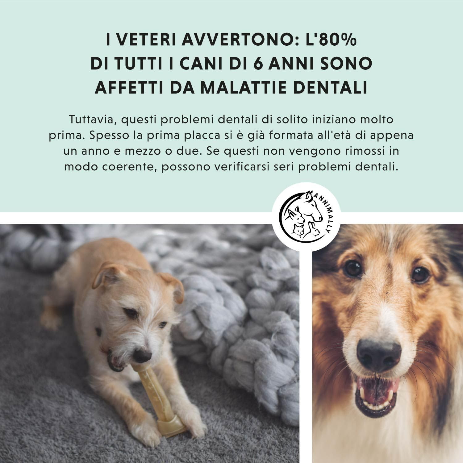 Polvere denti cane - Rimedio contro il tartaro per cani - Pulizia denti cane naturale particolarmente efficace per denti gialli, alito cane cattivo e placca (350 g XL).