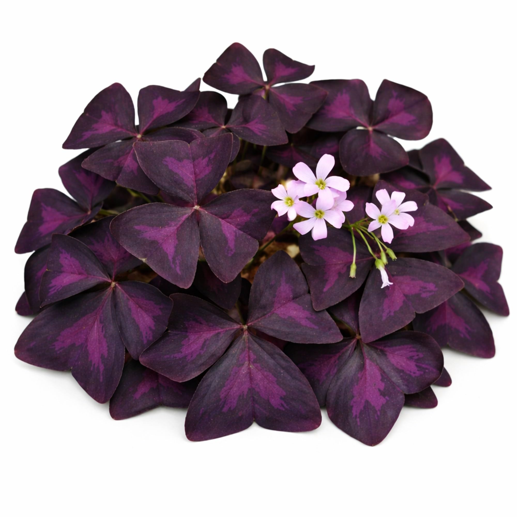 Easy to Grow Oxalis Triangularis Purple Shamrocks