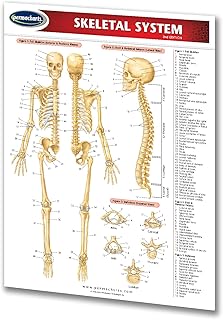 Skeletal System - Medical Quick Reference Guide by Permacharts