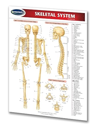 Skeletal System - Medical Quick Reference Guide by Permacharts