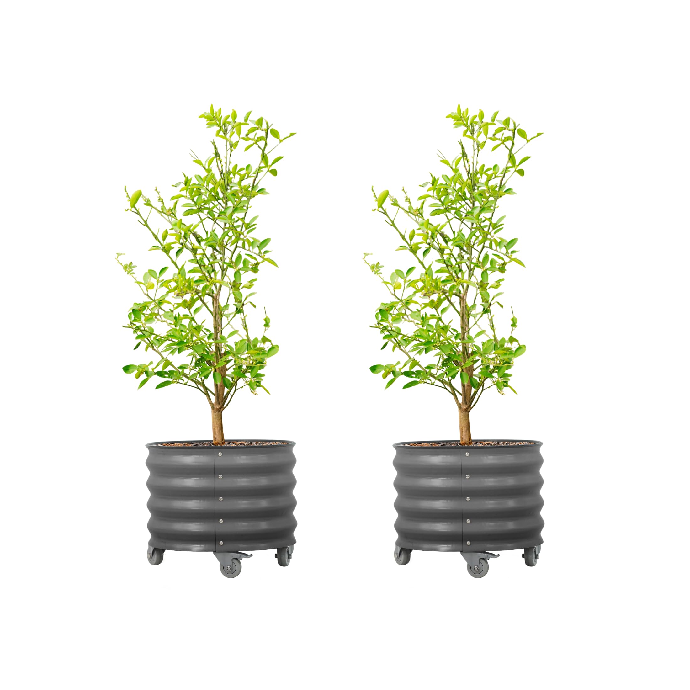 Rolling Metal Citrus Tree Planter Pot, 21″ Round Planter Box for Porch Patio &amp; Backyard, 20 Gallon Large Planter Pot with Wheels for Growing Olive Trees Tomatoes Vegetables Flowers, 2 Pack Modern Gray