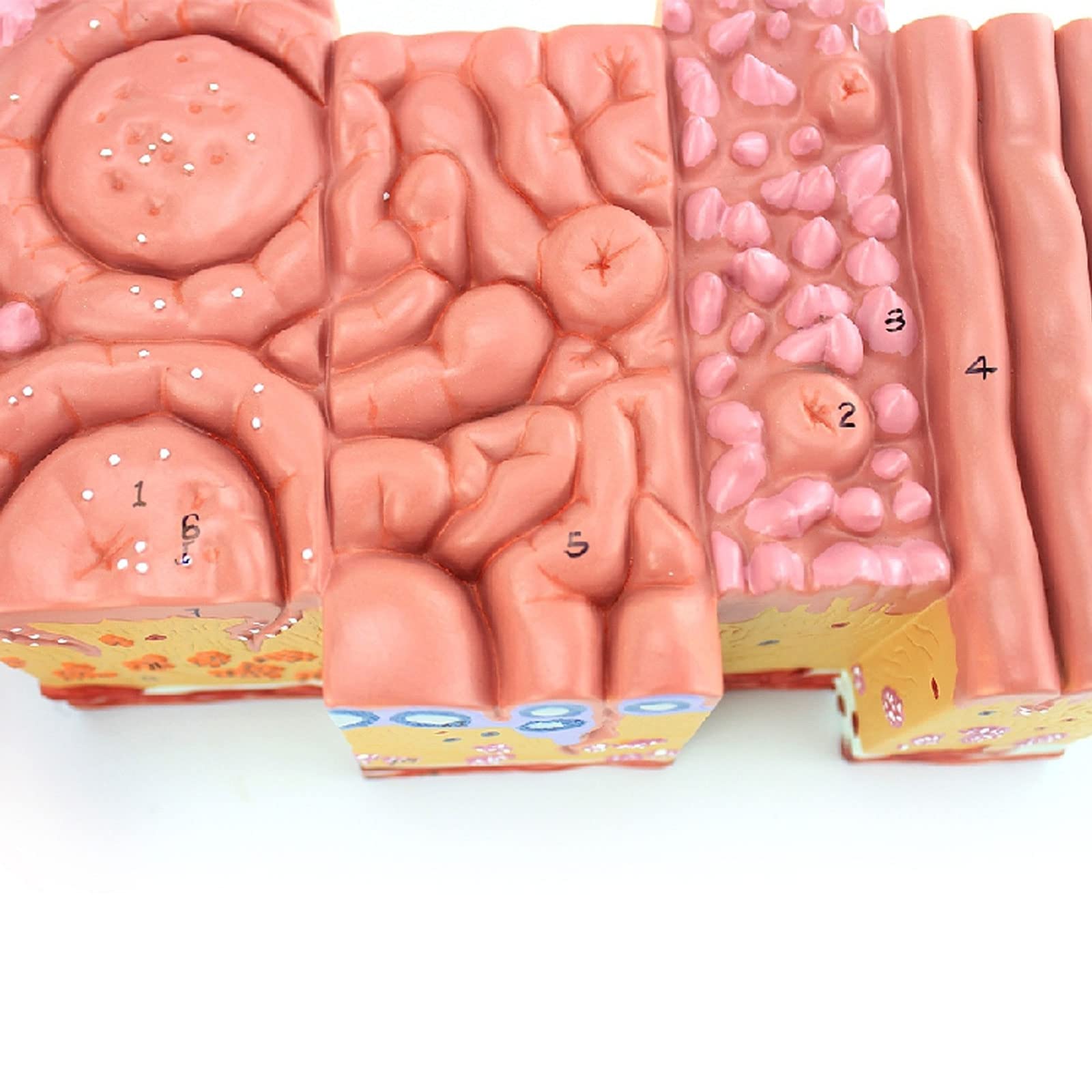 Modelo De Anatomía De La Lengua Humana Recubrimiento De La Lengua Lengua Papila Palas Gustativas Enseñanza De Gastroenterología Oral