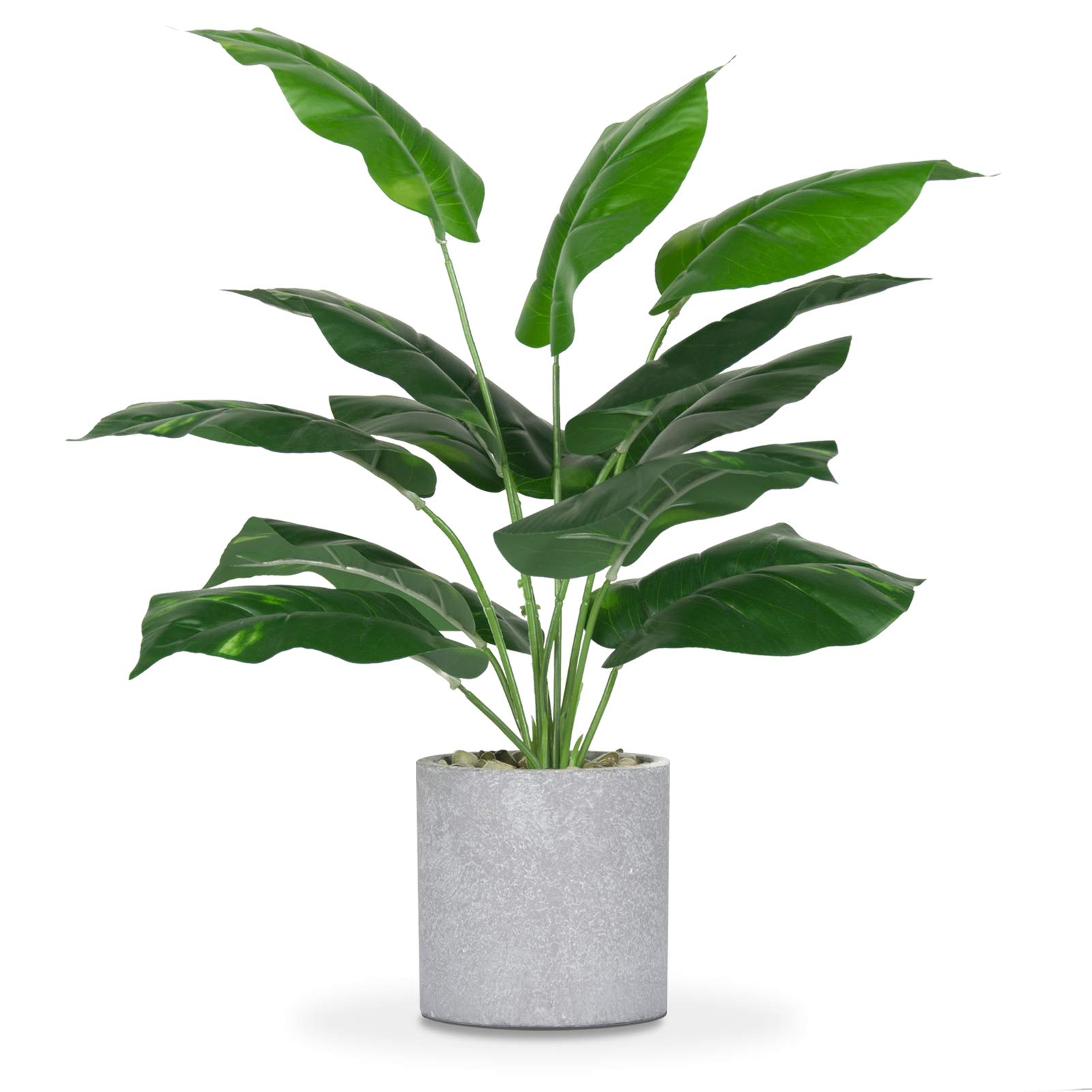 Artificial Plants In Bangalore Decor For You