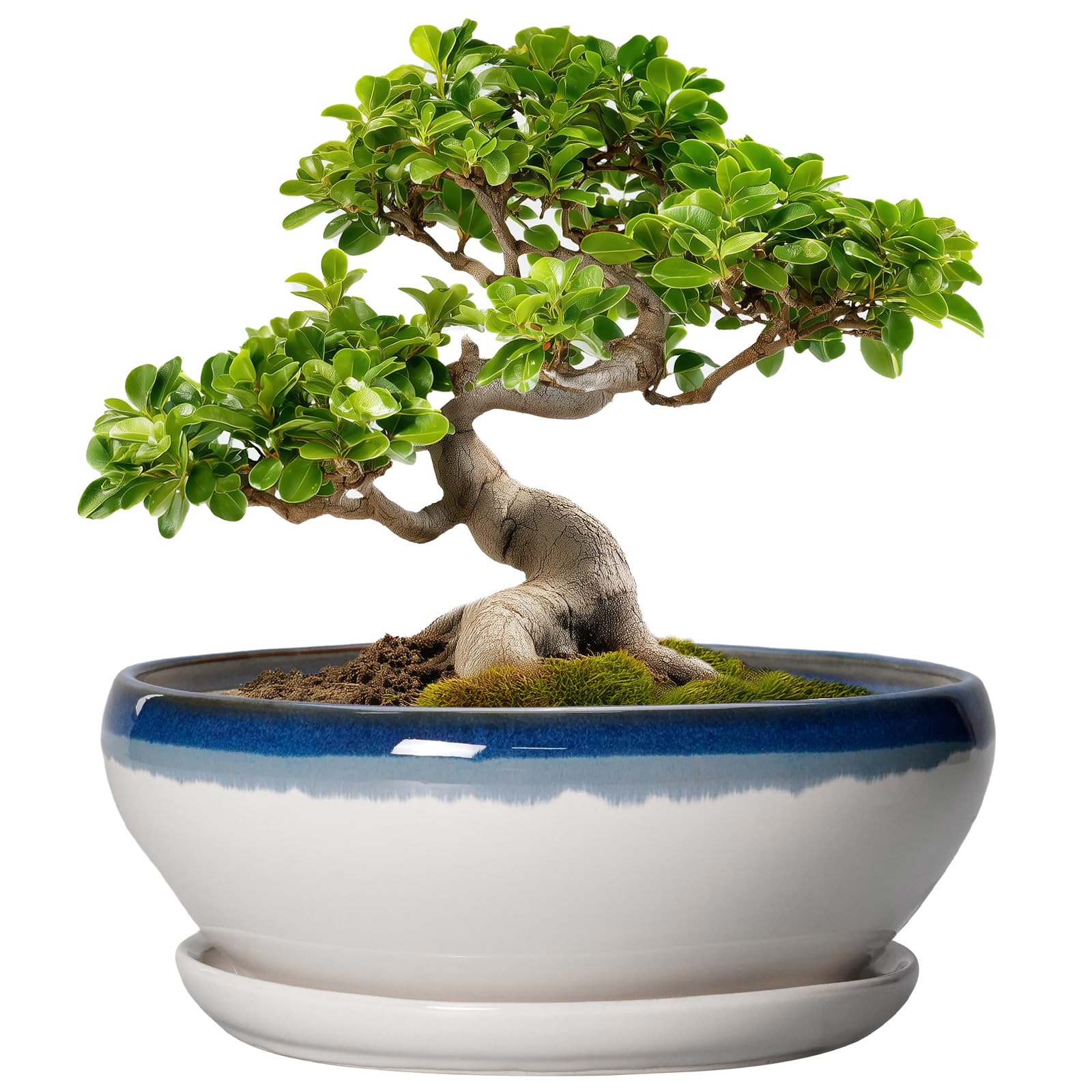 SQOWL Bonsai Pots 10 Inch Ceramic Blue Off-White