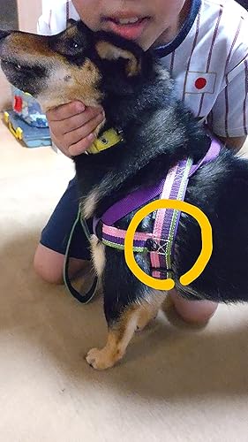 Amazon | EZYDOG(イージードッグ) [正規代理店品] クイックハーネス