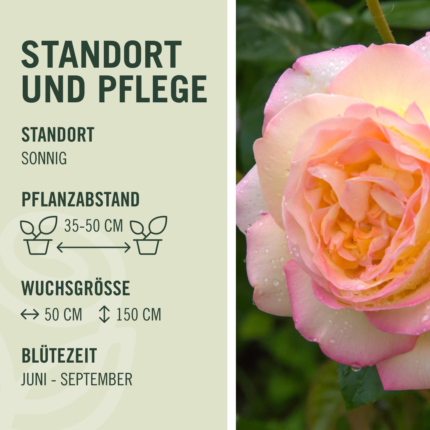 Edelrose Gloria Dei in lichtgelb mit rosa Rand - Duftrose winterhart - Rosen-Blüte in lichtgelb mit rosa Rand - Rose stark duftend im 5 Liter Container von Garten Schlüter - Pflanzen in Top Qualität