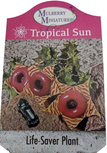 Miniatura 4 de Planta suculenta Lifesaver - Huernia - Flor exótica - Maceta de 2.5 pulgadas