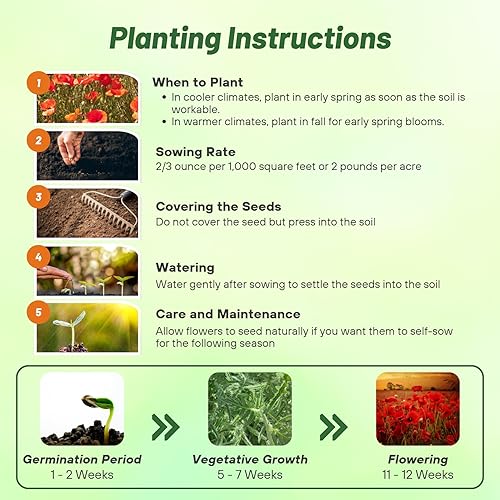 Miniatura 4 de Outsidepride Semillas de amapola roja para plantar, 30000 piezas. Semillas anuales, tolerantes a la sequía y fáciles de cultivar con flores rojas