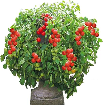 Amazon Co Jp ミニトマト苗 トマト大王 野菜苗 9cmポット自根苗 2個セット ハンギングトマト の王様 支柱いらずで楽々多収穫 Newタイプミニトマト 実の先が少しとがっているので縦に切るとかわいいハート型になります 受粉しなくても実が生る単為結果性 たんいけっ
