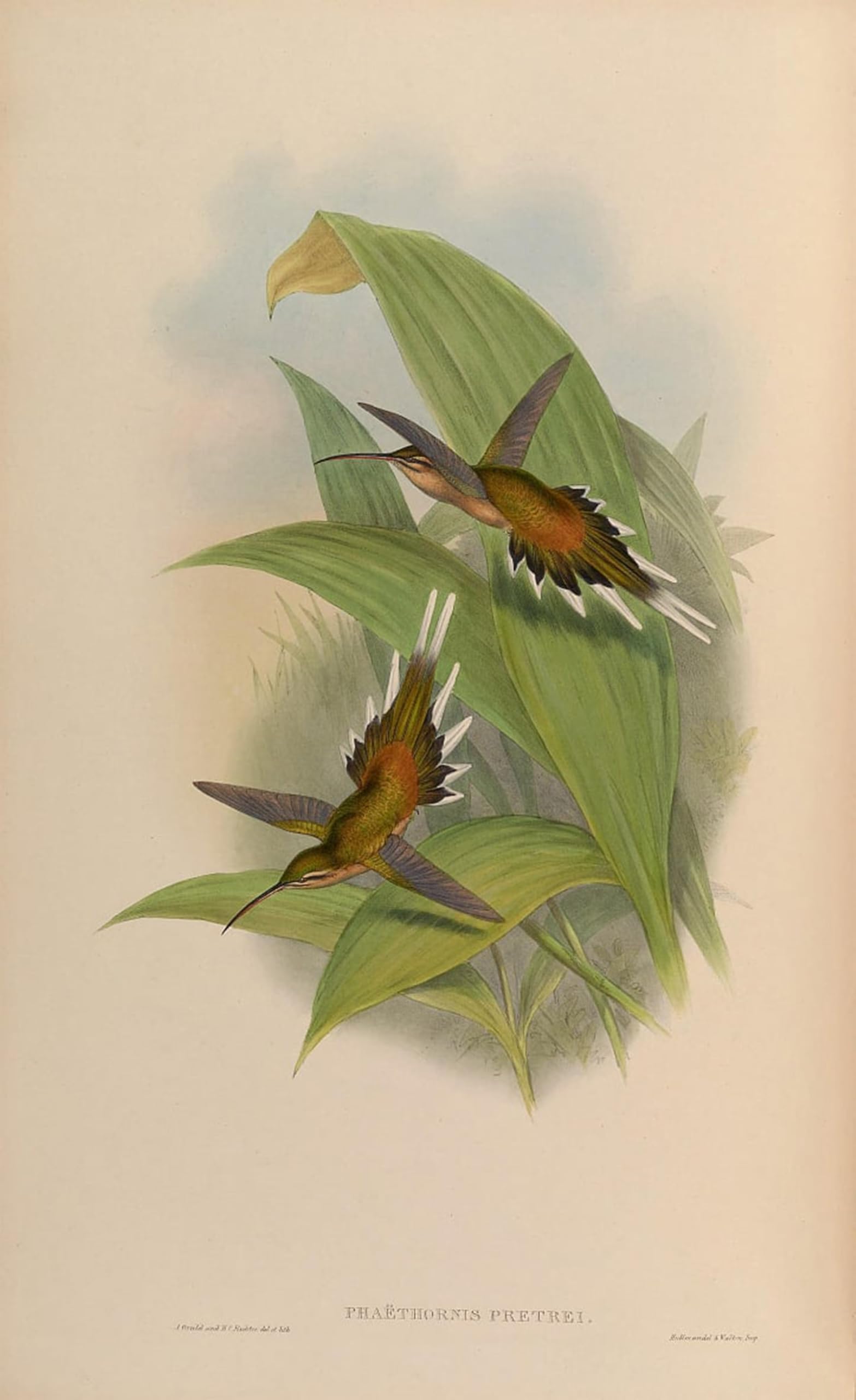 RZHRHJES Famous Painting Poster Art Canvas Print Retro Picture Animal Bird Phaethornis Pretrei by John Gould Poster Wall Art for Office Decor 60x90cm