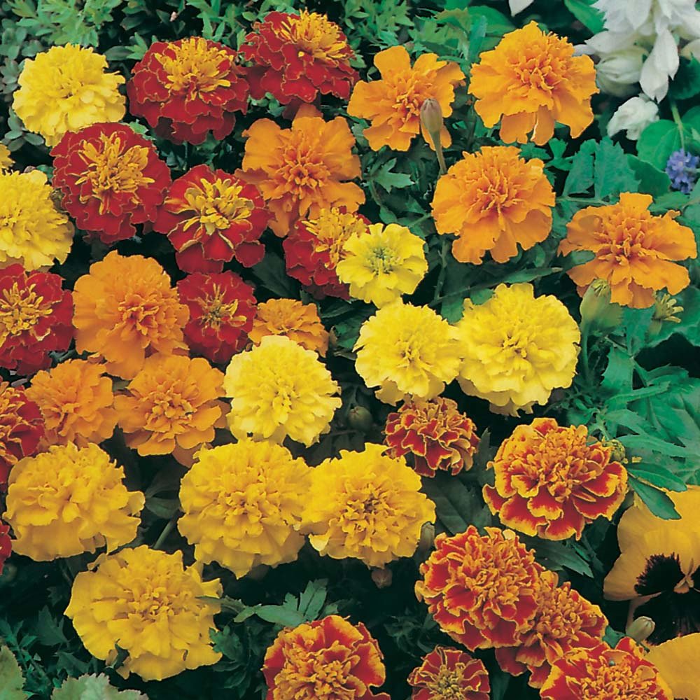 Flower Seeds - Marigold (Petite Mixed)