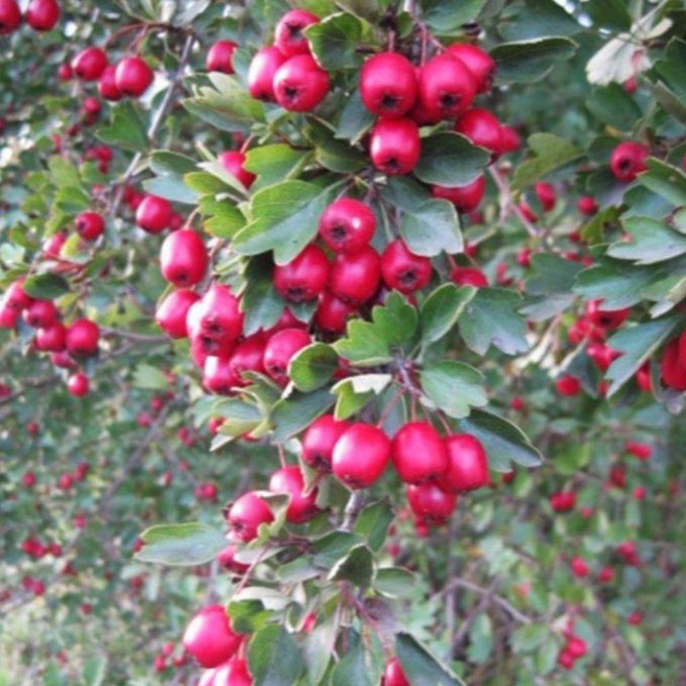 Palm Beach Medicinal Herbs - Wild Hawthorn (Crataegus monogyna) - Packet of 10 Seeds