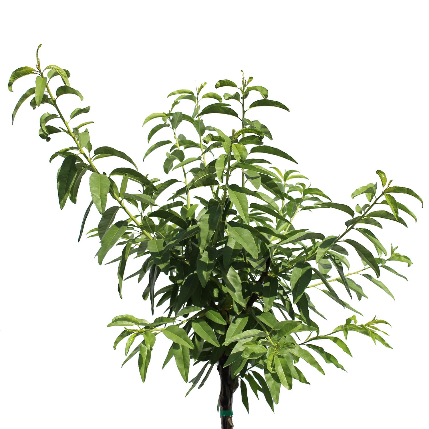 KENTIS - Albero di Mandorlo - Prunus Dulcis - Piante Vere da Esterno - Pianta da Frutto - Vaso da Coltura Ø 28 cm