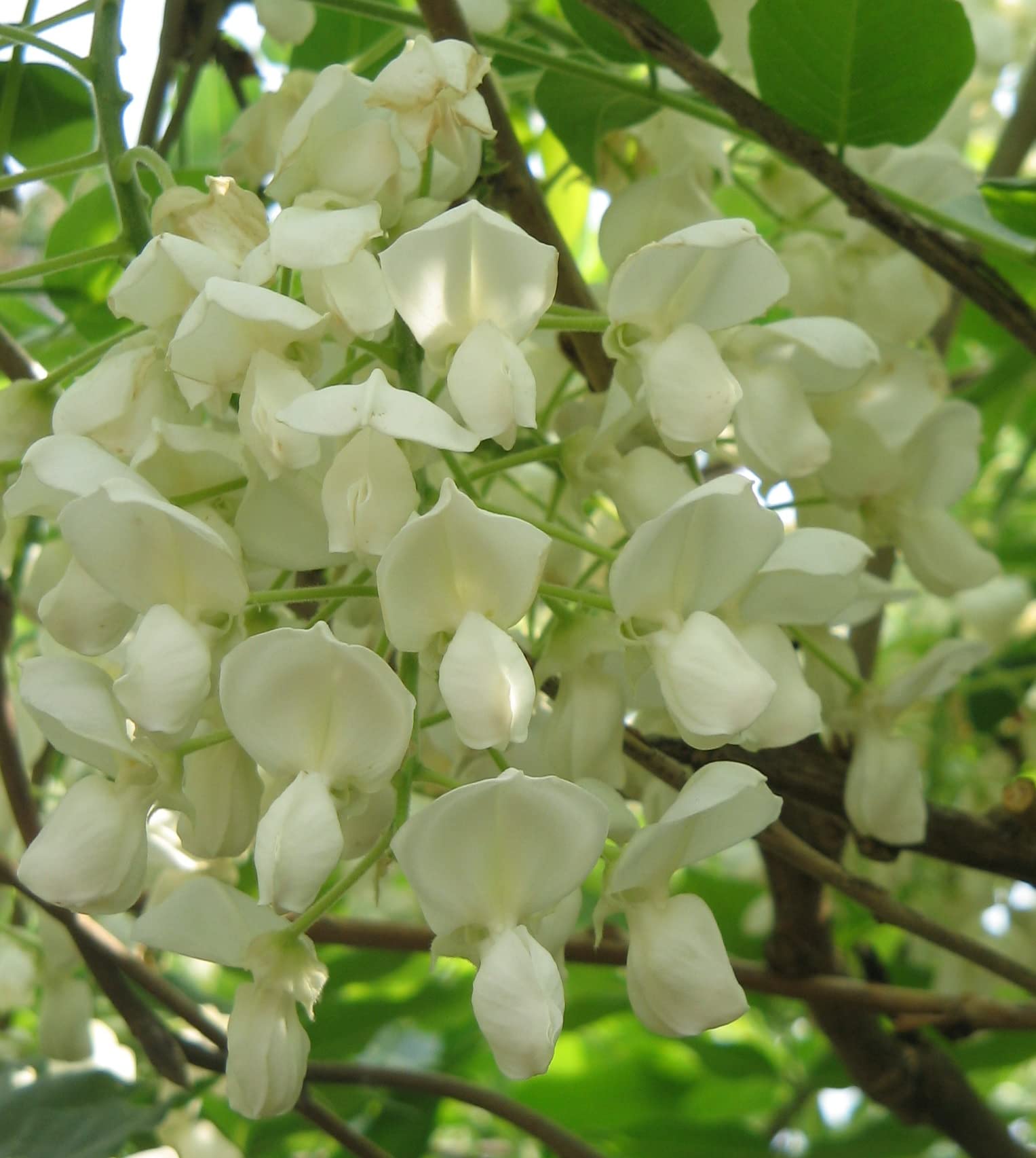 Vivaio Garden Forest Wisteria Floribunda “Longissima Alba”, Glicine Bianco, Pianta Rampicante Fiori, Fiori profumati, Pergolati, Balconi, Coltivazione in vaso, Pianta vera