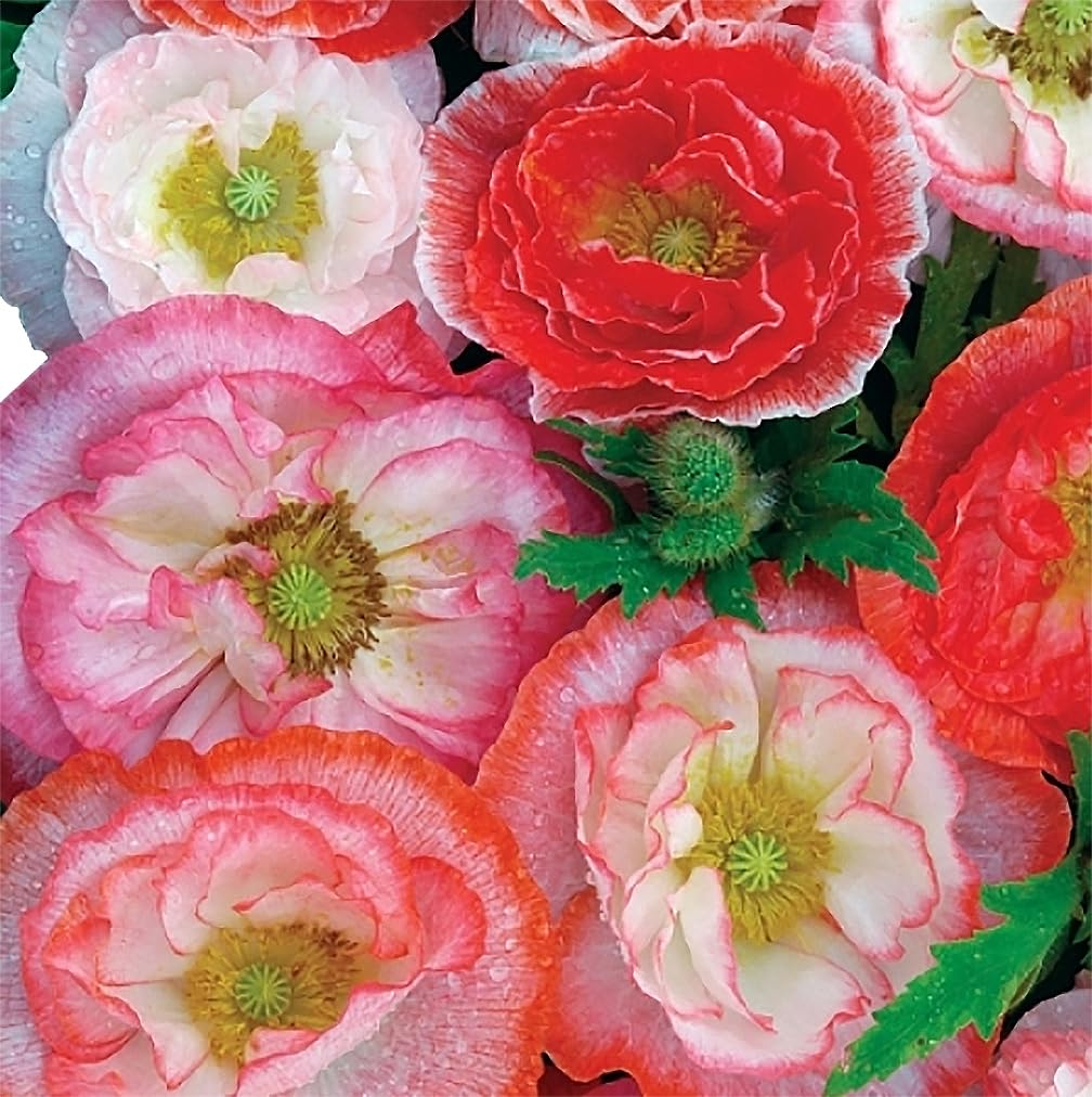 Marde Ross & Company 10,000 Double Shirley Poppies Seeds