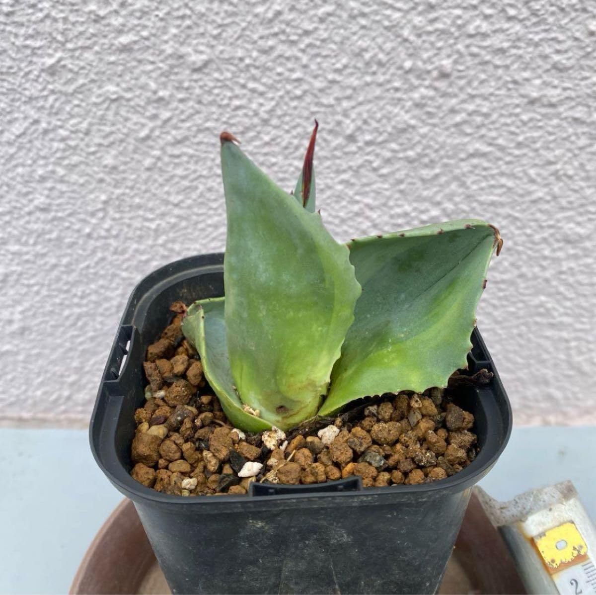 Amazon.co.jp: アガベ オバティフォリア 'オルカ'（Agave ovatifolia