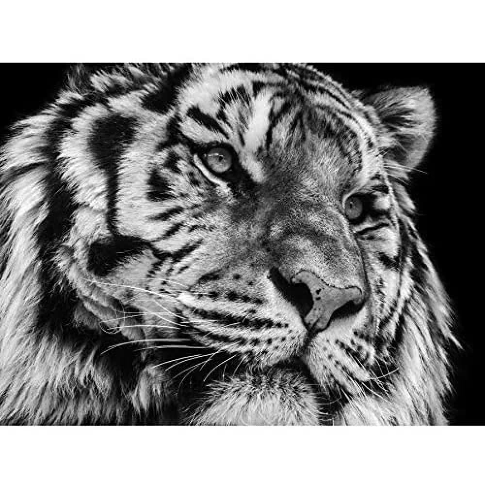 Wee Blue Coo Tiger Close Up Photograph Unframed Art Print Poster Wall Decor 12x16 inch